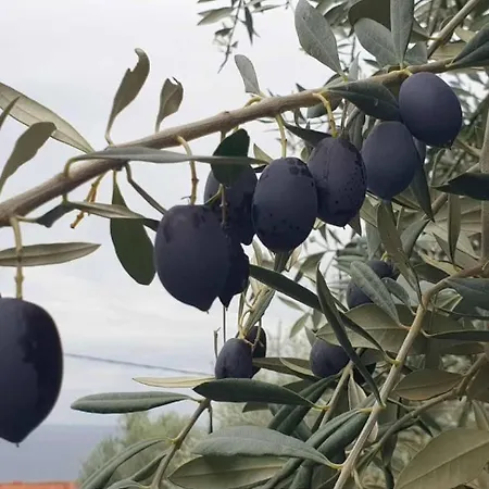 Alexandra Elevtheraí